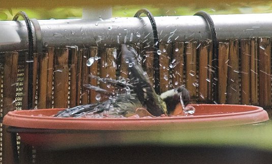 Benutzer&uuml;bermitteltes Bild