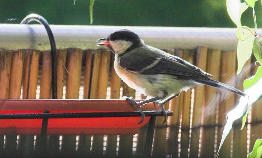 Benutzer&uuml;bermitteltes Bild