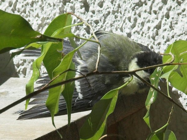 Benutzer&uuml;bermitteltes Bild