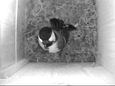 Benutzer&uuml;bermitteltes Bild