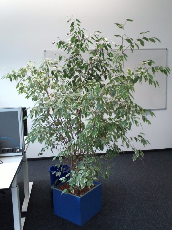 Es war einmal ein schöner, kräftiger Ficus, den ein Kollege aus einem anderen Standort in unser Büro mitgebracht hatte. Der wuchs und grünte - eine wahre Wonne! Doch weil die Mitarbeiter ja Wichtigeres zu tun haben als Pflanzen zu pflegen, wurde ein Spezial-Unternehmen damit beauftragt, alle vorhandenen Pflanzen gegen eigene auszutauschen und sich künftig um deren Pflege zu kümmern.