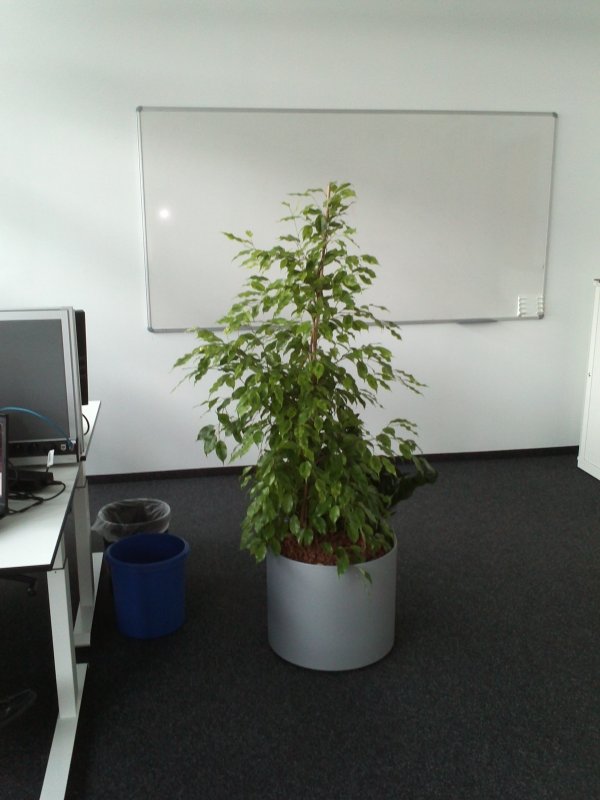 Hier ist er also nun, unser Austausch-Ficus. Bissl kleiner zwar, aber mei...