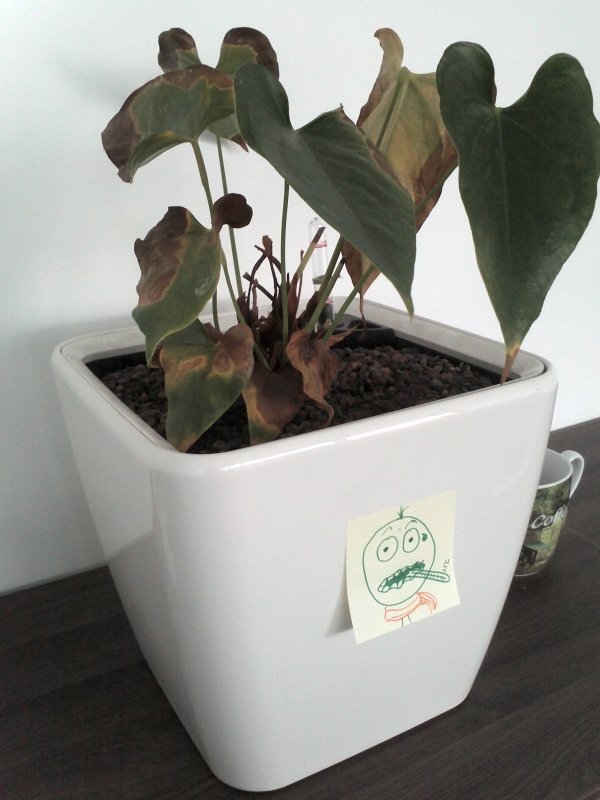 Vielleicht hilft ja „Positives Denken“...