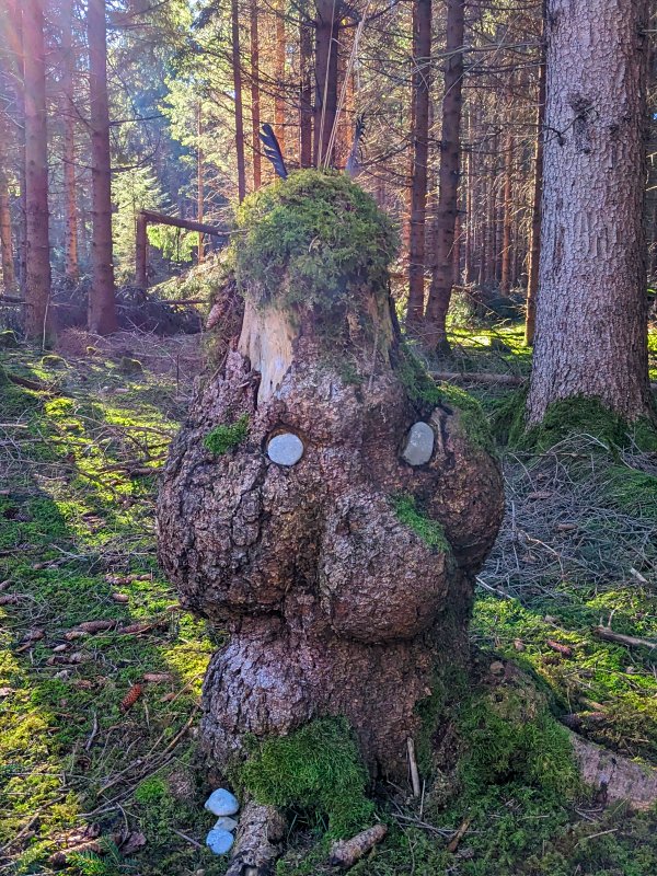 Ein Männlein steht im Walde bei Haar (2024).