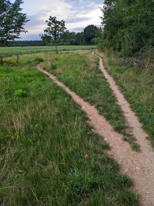 Wenn man die „Vorgeschichte“ nicht kennt, könnte man sich vielleicht fragen, wieso sich der Trampelpfad an dieser Stelle teilt, nur um sich 10 Meter weiter wieder zu einem zu vereinen. Bis vor ca. 2 Jahren hat hier ein umgekippter Baum den rechten (ursprünglichen) Pfad versperrt, wodurch sich ein Ausweichpfad gebildet hat, der nun auch weiterhin gerne genutzt wird... (Haar, 2025)