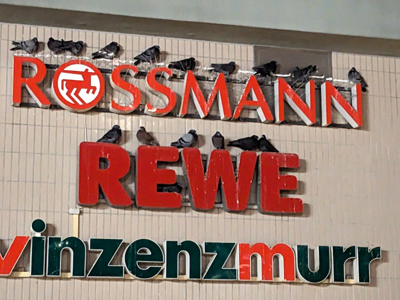 [i]»Nachtchen!«[/i] – Der Metzger scheint bei den Tauben irgendwie nicht so beliebt zu sein... – Tauben-Schlafplatz in München-Riem (2026)