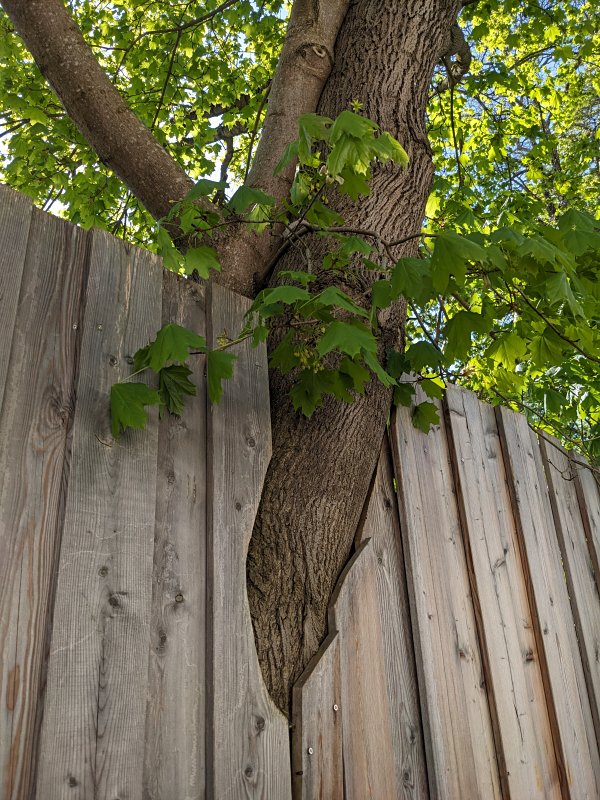 Das ist aber lieb: Da hat jemand seinem Baum einen Zaun maßgeschneidert... (Haar, 2026)