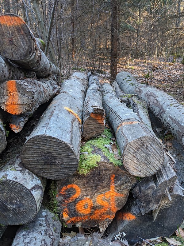 Die [b]Post[/b] bitte [u]hier[/u] einwerfen! – Im Wald bei Haar (2024)