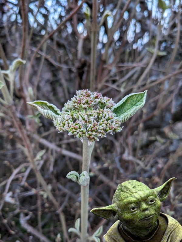 Im Frühjahr sprießen wieder überall die Yoda-Pflanzen (2026)