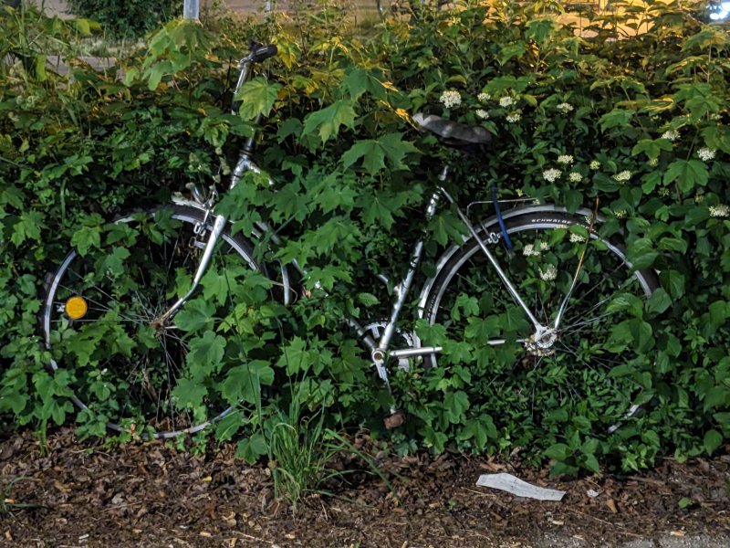Ein in die Hecke integriertes Fahrrad am S-Bahnhof Haar (2025).